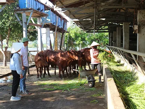 Giảm phát thải khí nhà kính trong sản xuất nông nghiệp: Hướng tới nền nông nghiệp xanh và bền vững