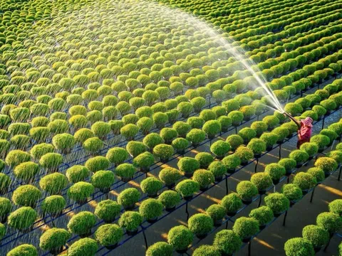 Thực trạng phát triển nông nghiệp xanh ở Việt Nam hiện nay