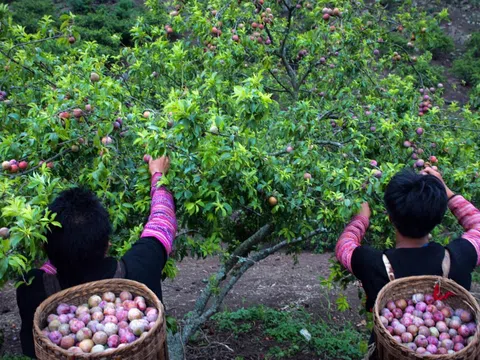 Mận hậu - Loài quả đắt giá của Sơn La
