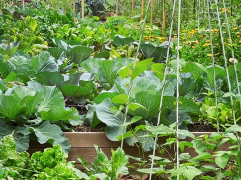 Thực phẩm sạch từ mảnh vườn của mỗi gia đình - Hành trình trở về với giá trị bền vững