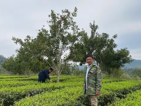 Hoàng Văn Chất – tấm gương vượt khó làm giàu từ đất dốc Sơn La