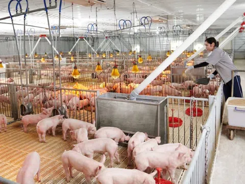 Bắc Ninh định hình ngành chăn nuôi hiện đại đến năm 2030: Từ tái cấu trúc đến chuỗi giá trị bền vững