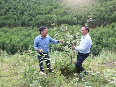 Đánh giá mô hình lâm nghiệp tại Bắc Ninh: Tín hiệu tích cực từ giống mới và hướng đi thâm canh