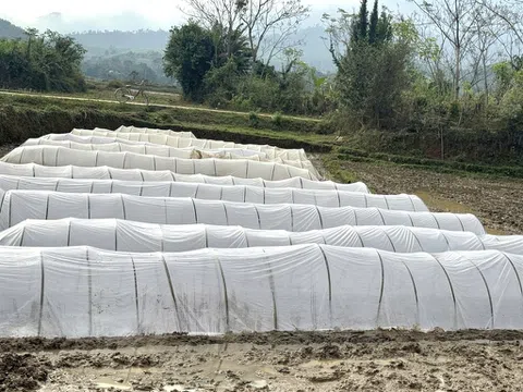 "mặc áo" chống rét cho cây trồng vụ Xuân