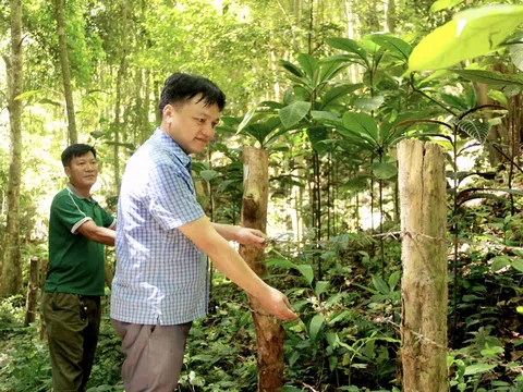 Chương trình Mục tiêu Quốc gia phát huy tối đa hiệu quả dưới những tán rừng xứ Nghệ