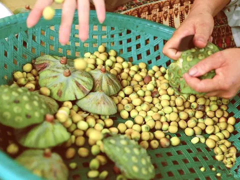 Chương trình "Mỗi xã một sản phẩm" OCOP giúp nâng cao giá trị sản phẩm và thúc đẩy kinh tế nông thôn tại Huế