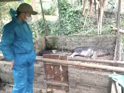 Nghệ An: Khẩn trương thực hiện các biện pháp khoanh vùng, khống chế ổ dịch tả lợn Châu Phi tại xã Hùng Chân