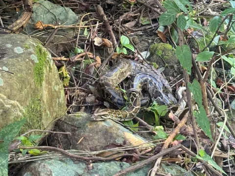 Tái thả 11 cá thể động vật hoang dã về vườn Quốc gia Phong Nha - Kẻ Bàng