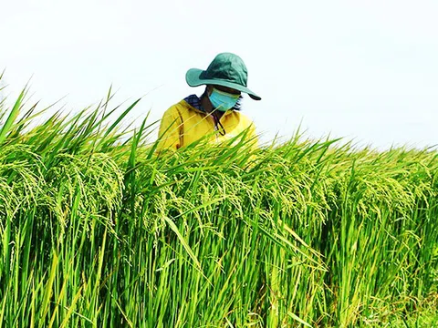 Giảm phát thải trong nông nghiệp thúc đẩy phát triển kinh tế lâu dài