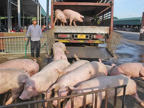 Giá heo hơi leo thang sát Tết, chạm mốc cao nhất từ trước đến nay