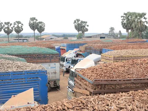 Quy định an toàn thực phẩm mới gây nghẽn cảng, VLA kiến nghị tạm dừng áp dụng