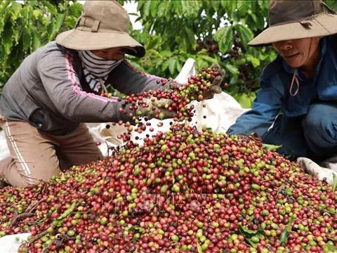 Cà phê Việt đối mặt “cuộc sàng lọc” khắt khe từ thị trường EU