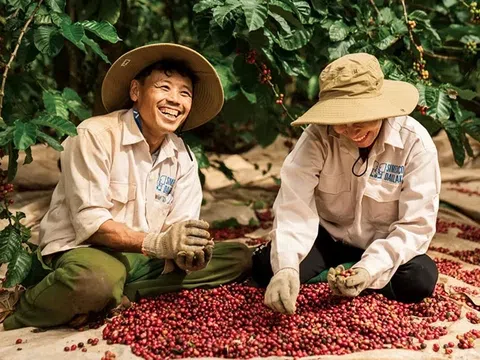 Cà phê mở màn 2026 ấn tượng với kim ngạch tháng 1 tái lập mốc tỷ USD