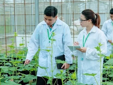 Lương CEO nông nghiệp công nghệ cao chạm 527 triệu đồng/tháng, vượt xa ngân hàng