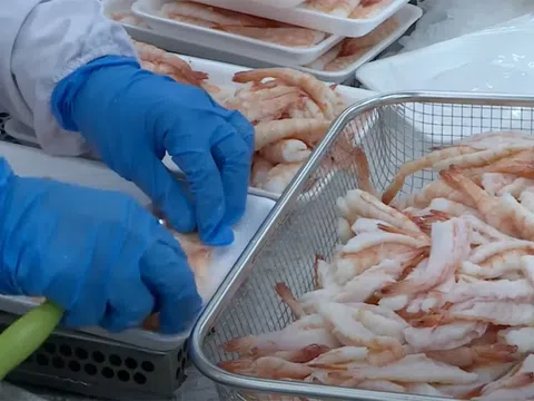 Ngành tôm Việt đón tín hiệu tích cực giữa bối cảnh thương mại nhiều sóng gió