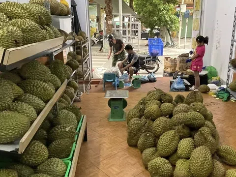 Sầu riêng Việt Nam xuất khẩu tăng mạnh đầu năm, Trung Quốc vẫn là thị trường lớn nhất