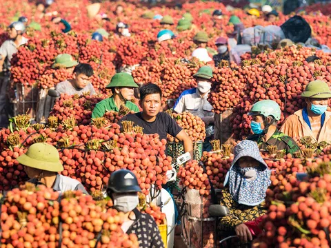 Công nghệ bảo quản mở đường giảm thất thoát và chi phí logistics cho nông sản Việt