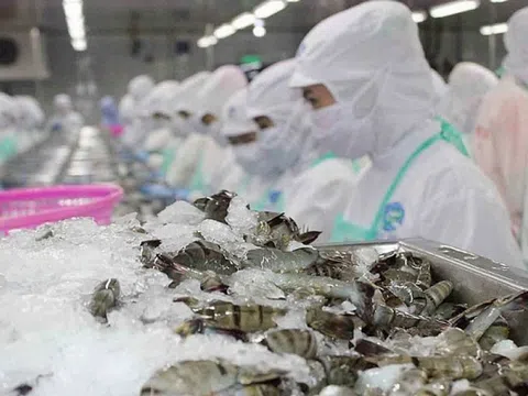 Xuất khẩu thủy sản hướng tới 11,3 tỷ USD, tôm tiếp tục giữ vai trò “đầu tàu”