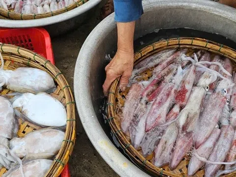 Xuất khẩu mực, bạch tuộc khởi sắc mạnh, nhu cầu thị trường dần hồi phục