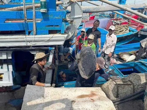 Các hành vi sai phạm trong thủy sản có thể chịu mức phạt 1 tỷ đồng