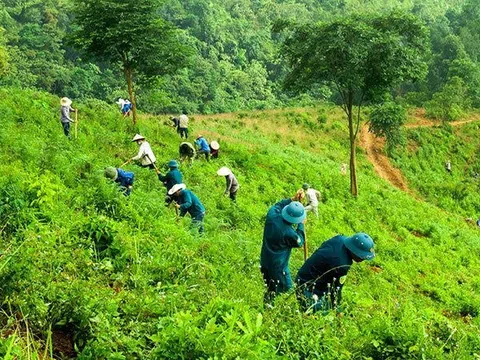 Mô hình cây xanh cảnh quan: Kiến tạo Quảng Khê xanh, sạch đẹp