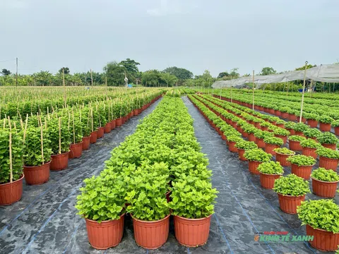 Làng hoa Tết TP.HCM trước thềm Tết Bính Ngọ 2026: Nhịp lao động âm thầm làm nên sắc xuân