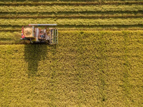 Thái Lan nỗ lực giành lại vị trí quốc gia xuất khẩu gạo lớn nhất thế giới