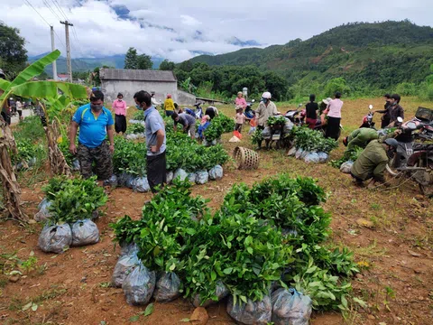 Chuyện cây chè Nà Cà