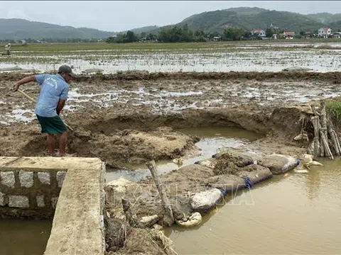 Bình Định khắc phục ngập lụt, tập trung sản xuất vụ Đông Xuân