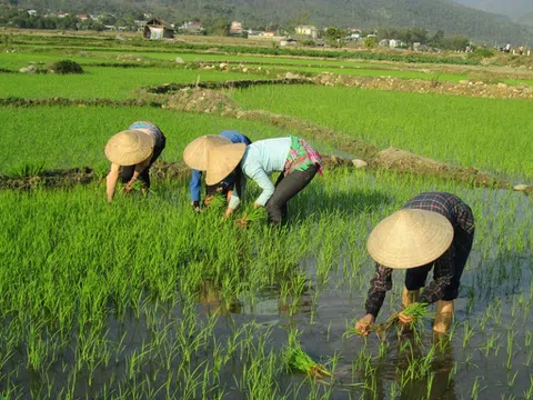 Hà Nam chuyển đổi mạnh cơ cấu mùa vụ, cây trồng vụ Xuân