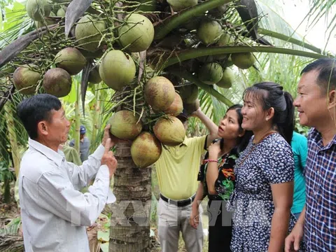 Trà Vinh nhân rộng mô hình trồng dừa hữu cơ