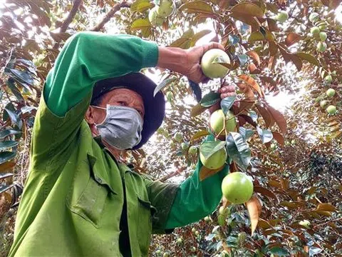 Có lợi nhuận nhưng người trồng vú sữa mong đầu ra ổn định