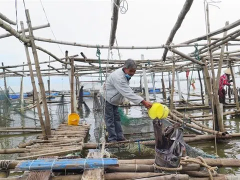 Đảm bảo an toàn nghề nuôi cá lồng trên vùng đầm phá