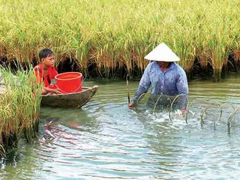 Thu bạc tỷ từ mô hình nuôi cá linh, tôm càng xanh trong ruộng lúa