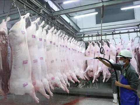 Trung Quốc là thị trường nhập khẩu thịt lớn nhất của Việt Nam