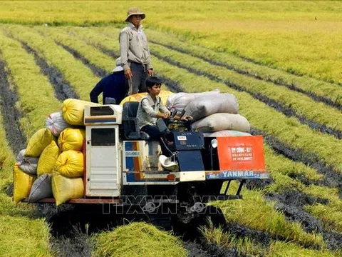Thị trường nông sản tuần qua: Giá lúa, gạo ổn định