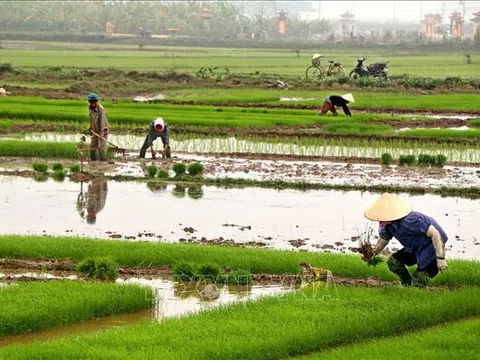 Nâng cao chất lượng, thúc đẩy tiêu thụ sản phẩm cây vụ Đông