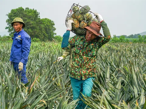 Hậu Giang thúc đẩy tăng trưởng kim ngạch xuất khẩu nông sản