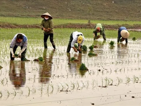 Trà Vinh gieo sạ vụ Đông Xuân dứt điểm trong tháng 12 để tránh hạn, mặn