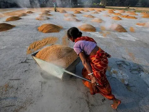 Thị trường nông sản tuần qua: Giá gạo Ấn Độ giảm xuống mức thấp của 5 năm