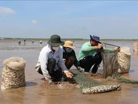 Bạc Liêu: Nuôi nghêu thành công trên bãi bồi