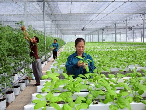 Hà Nội hỗ trợ gần 50 tỷ đồng cho nông nghiệp công nghệ cao
