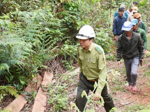 Kon Tum: Tăng thu nhập từ nhận khoán quản lý, bảo vệ rừng