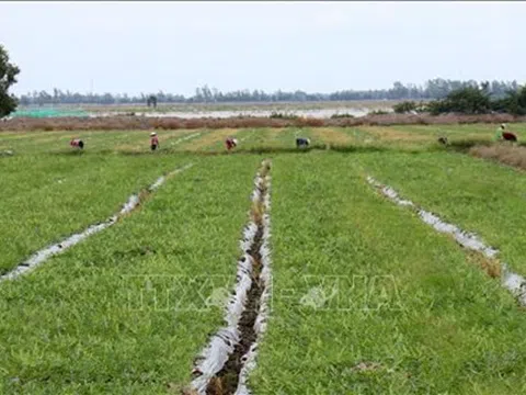 Kiên Giang: Chuyển đổi trên 32.800 ha đất lúa kém hiệu quả sang cây trồng có giá trị