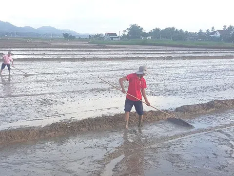 Phú Yên khẩn trương gieo sạ vụ Đông Xuân sau lũ