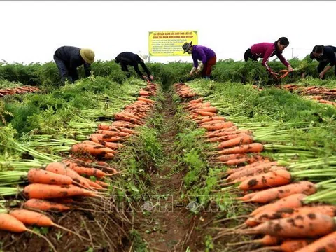 Bắc Ninh: Cà rốt được mùa, được giá giúp nông dân tăng thu nhập