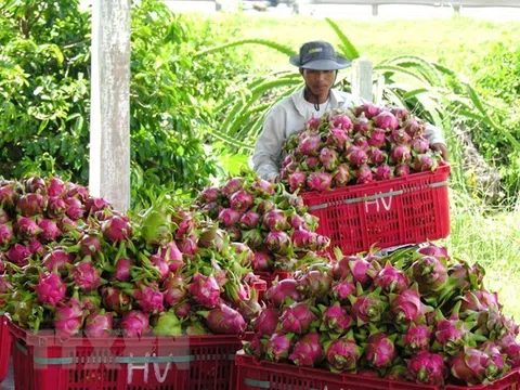 Định hướng chế biến, mở rộng thị trường ổn định cho trái thanh long Bình Thuận