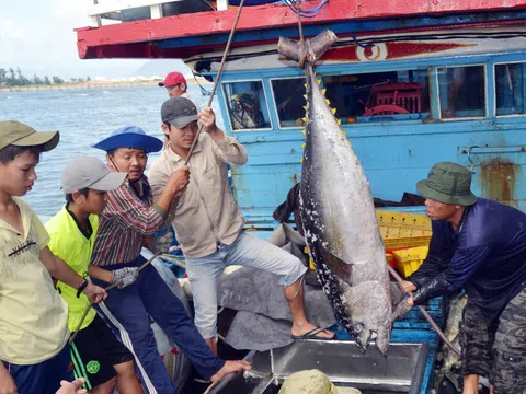 Thành lập Hợp tác xã Cá ngừ công nghệ cao Phú Yên