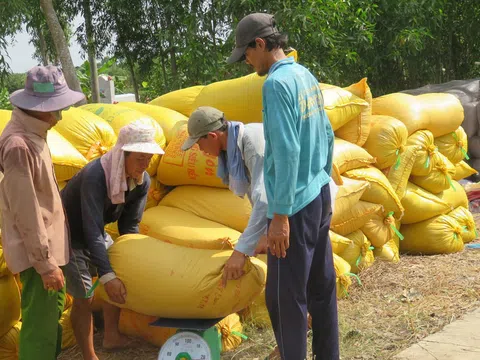 Thị trường nông sản tuần qua: Giá lúa giảm nhẹ