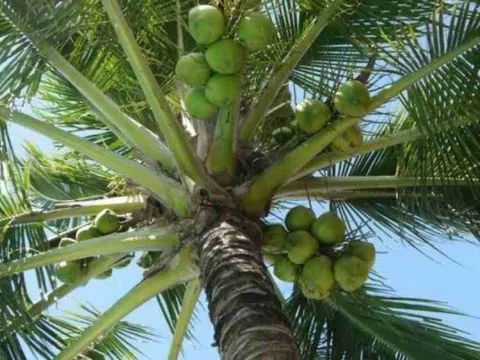 Ứng dụng khoa học kỹ thuật phòng trừ sâu hại trên cây dừa
